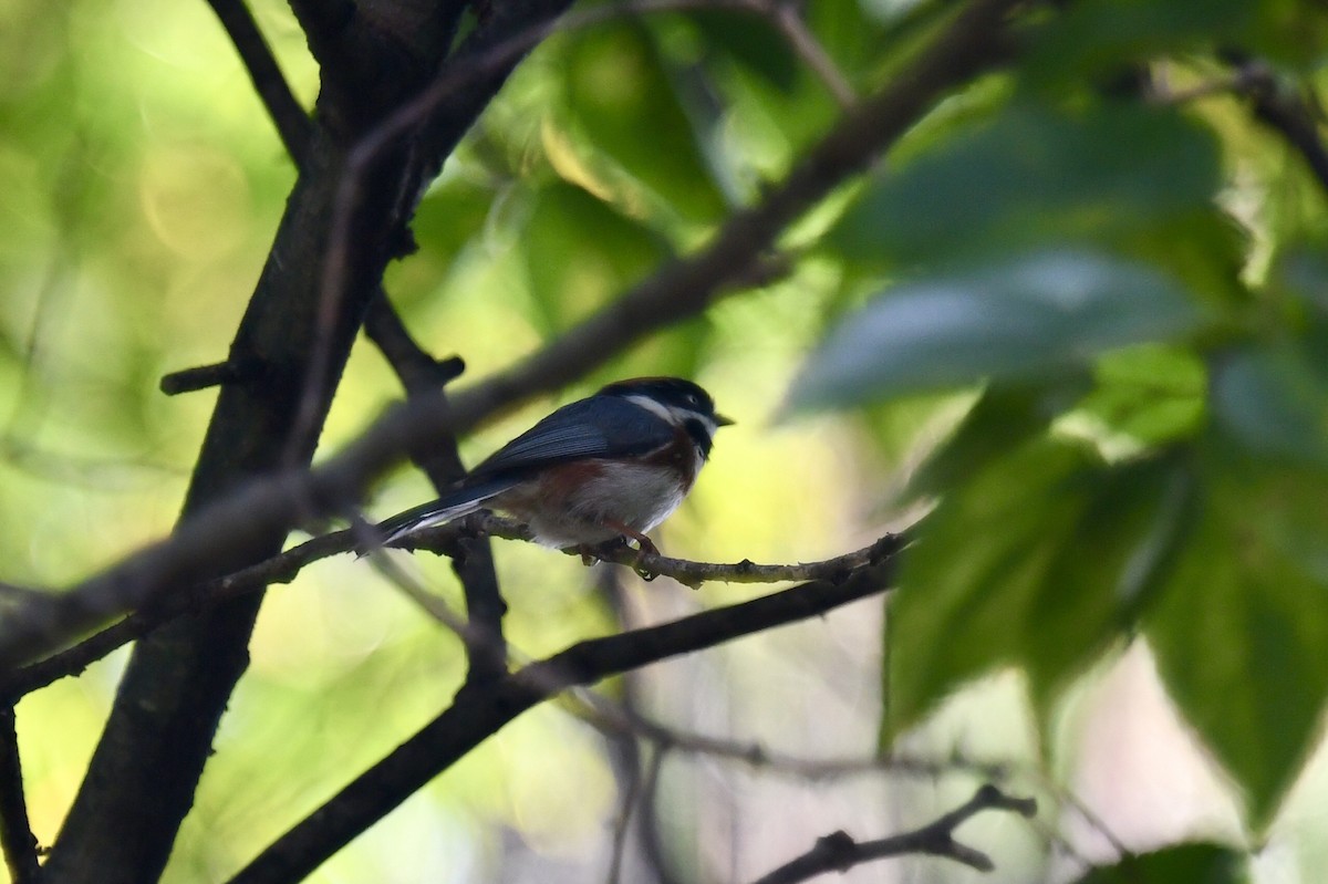 Black-throated Tit - ML624247643