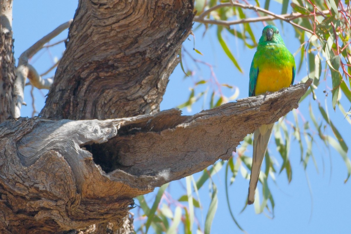 Red-rumped Parrot - ML624247698