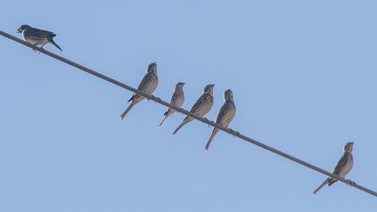 Desert Finch - ML624247699