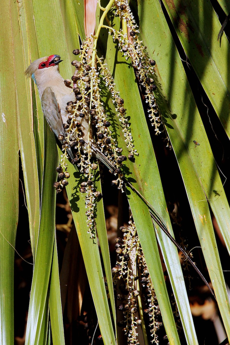 Blue-naped Mousebird - ML624247708