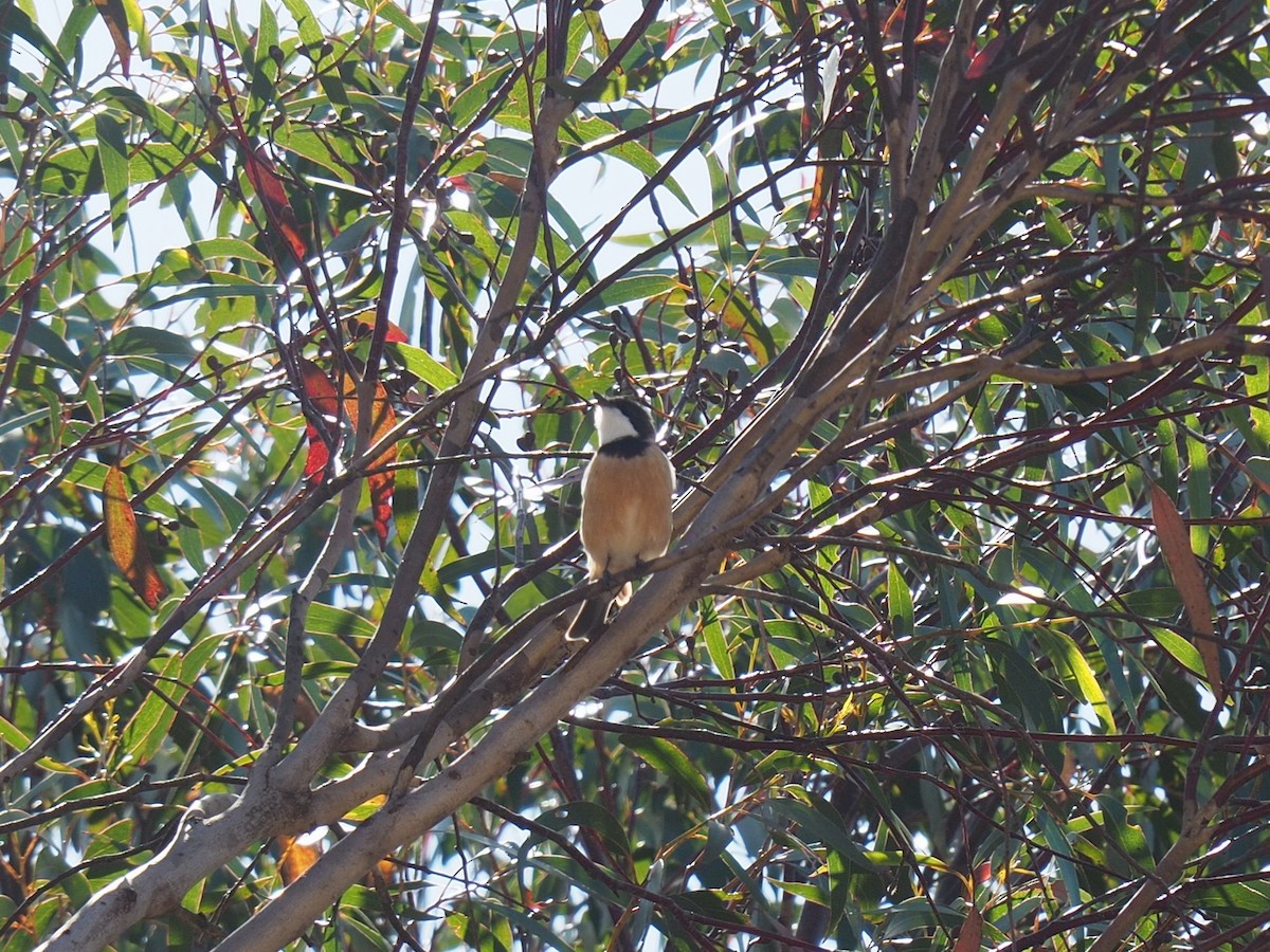 Rufous Whistler - ML624247714