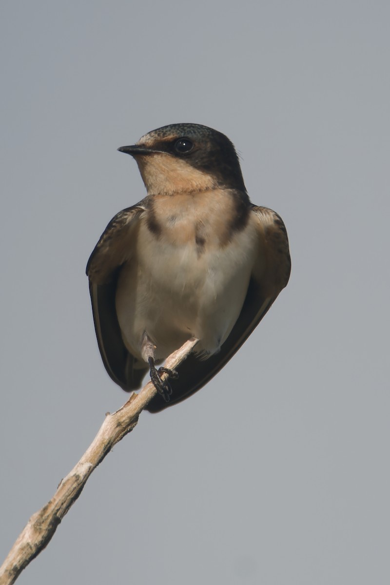 Barn Swallow - ML624247739