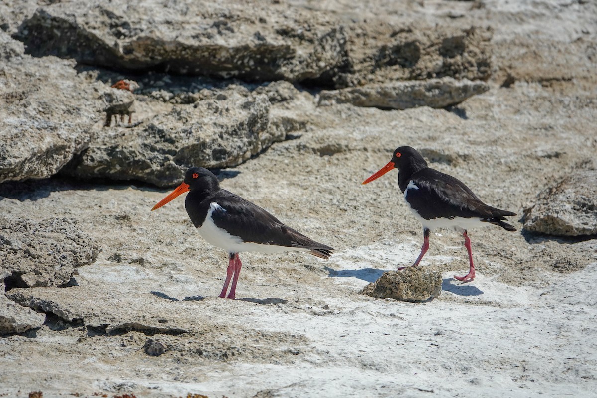 Pied Oystercatcher - ML624247747