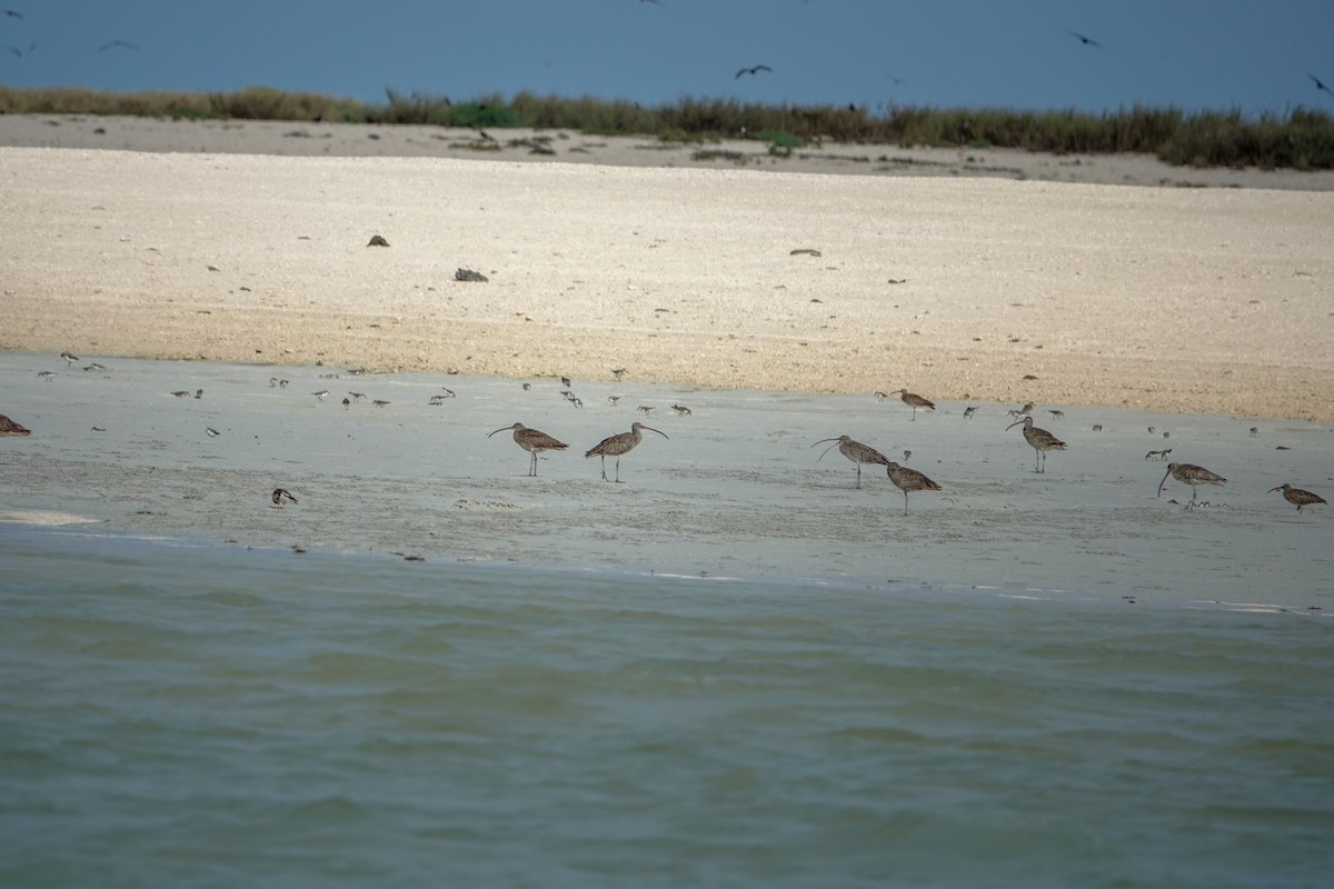 Far Eastern Curlew - ML624247755