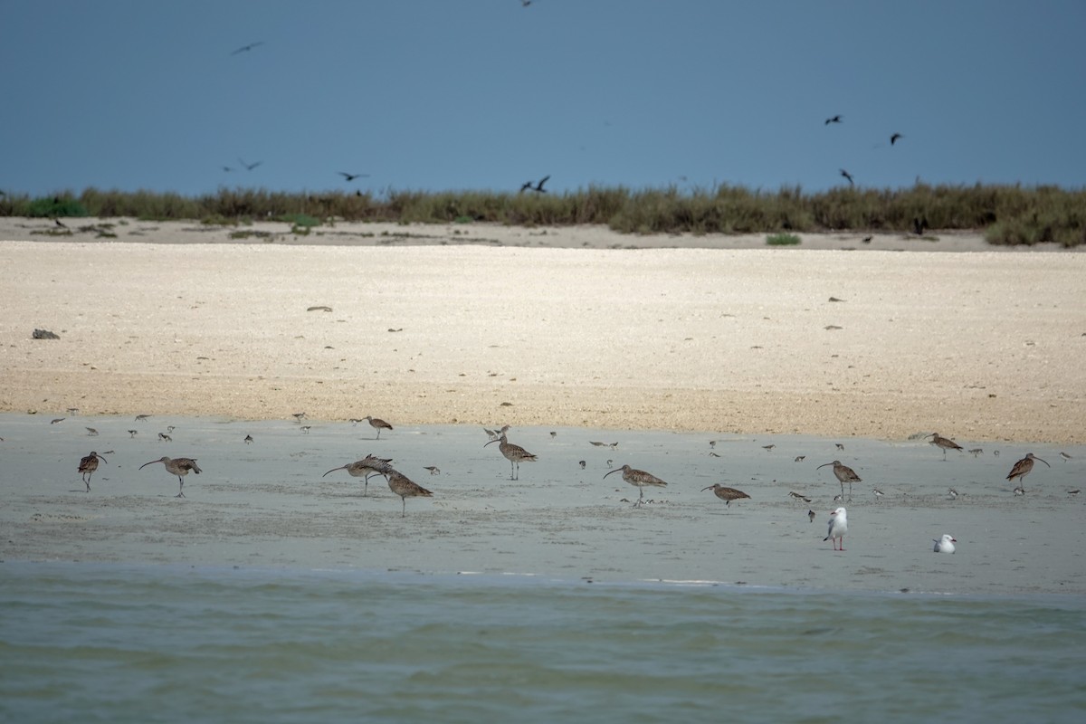 Far Eastern Curlew - ML624247756