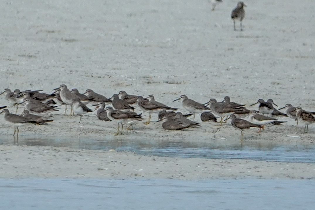 Gray-tailed Tattler - ML624247764