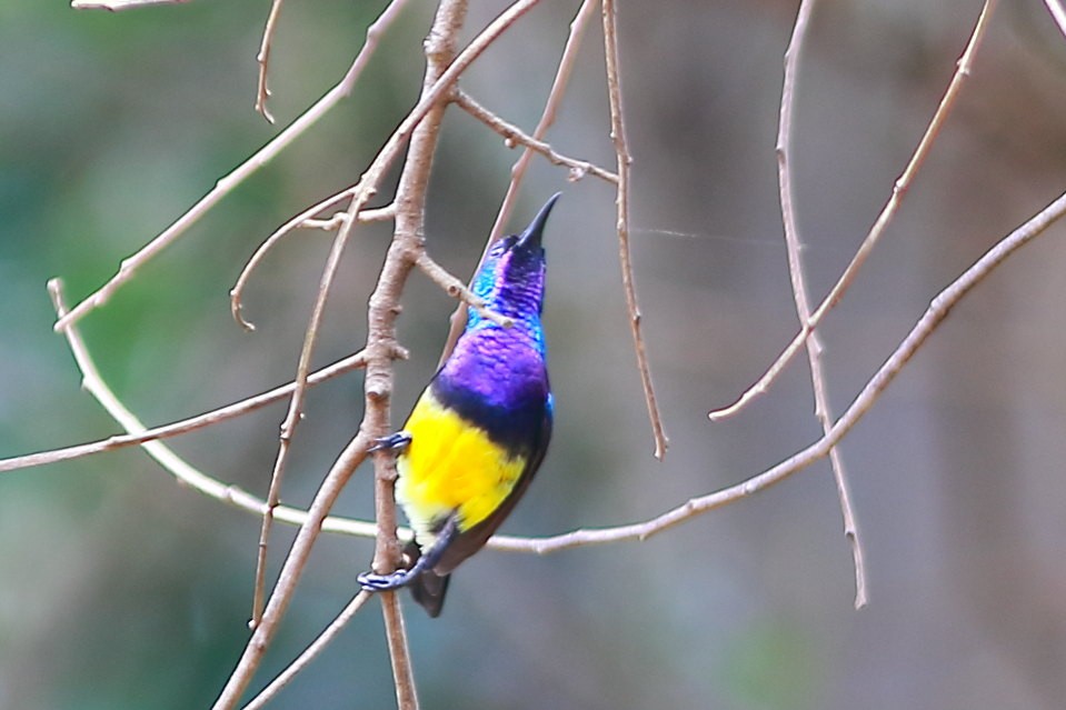 Variable Sunbird - ML624247768