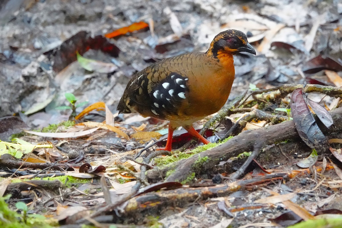 Red-breasted Partridge - ML624247773