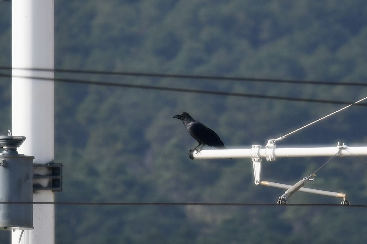 Large-billed Crow - ML624247780