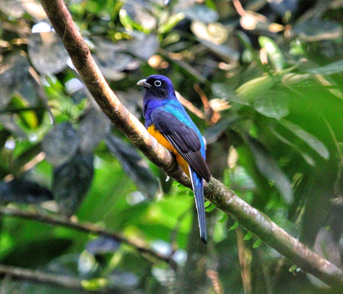 Green-backed Trogon - ML624247781