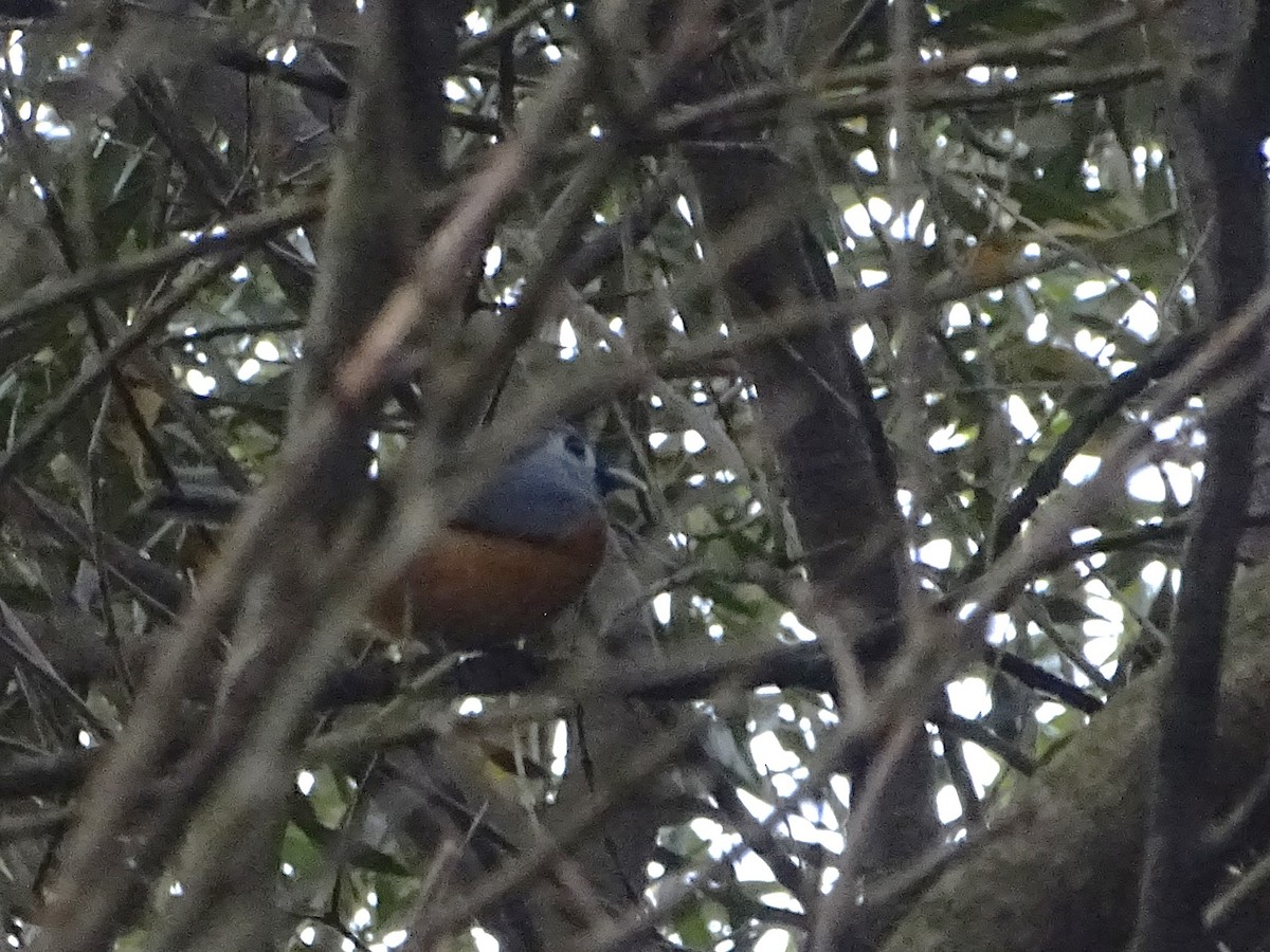 Black-faced Monarch - ML624247782