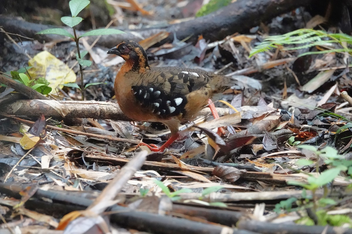 Red-breasted Partridge - ML624247783