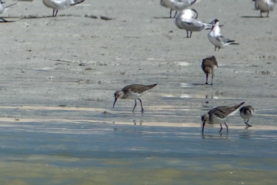 Curlew Sandpiper - ML624247785