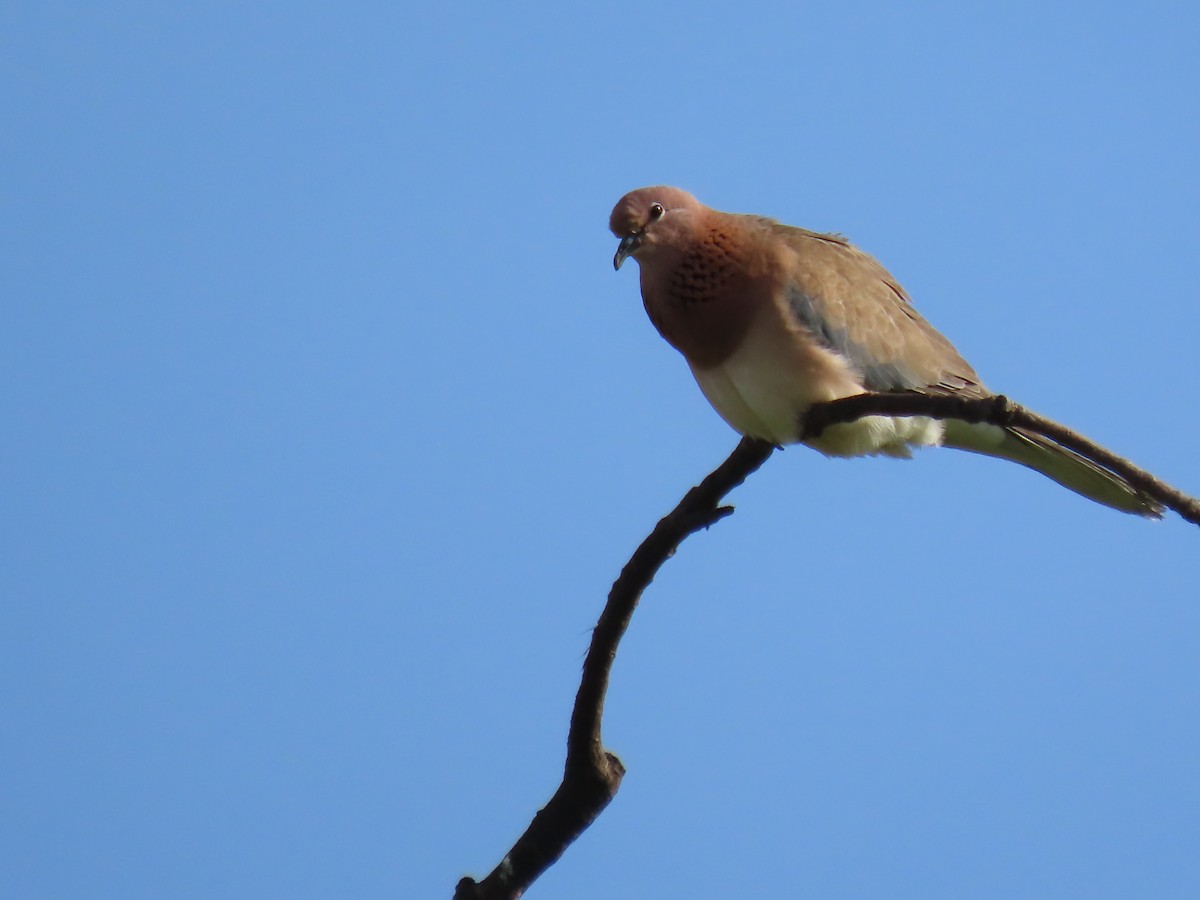 Laughing Dove - ML624247786