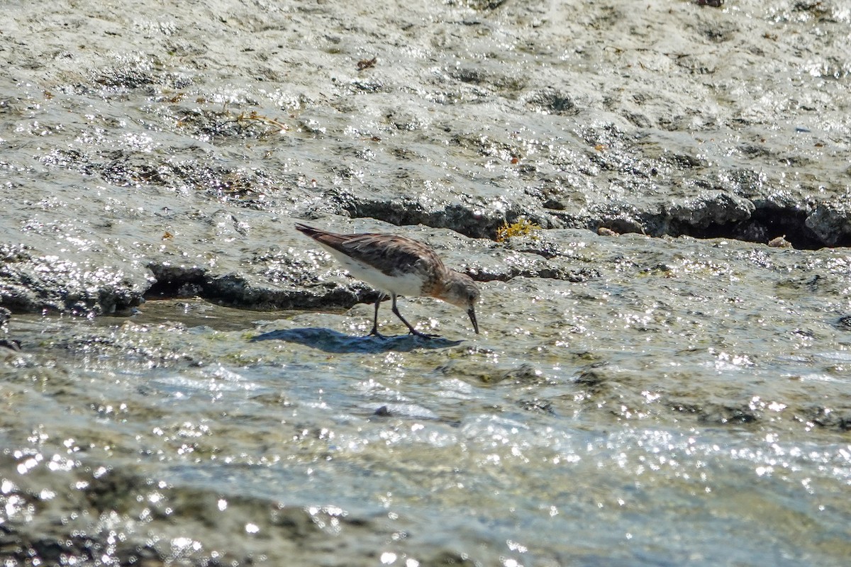 Red-necked Stint - ML624247787