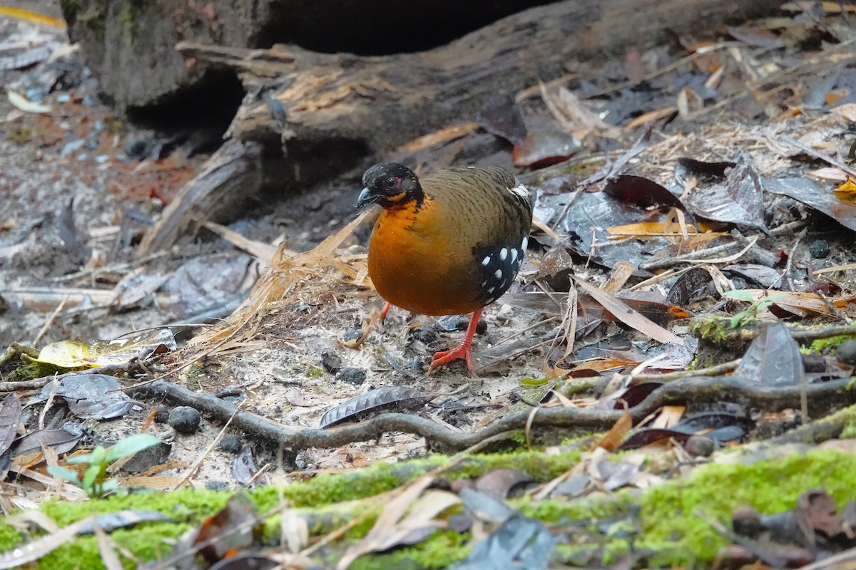 Red-breasted Partridge - ML624247788