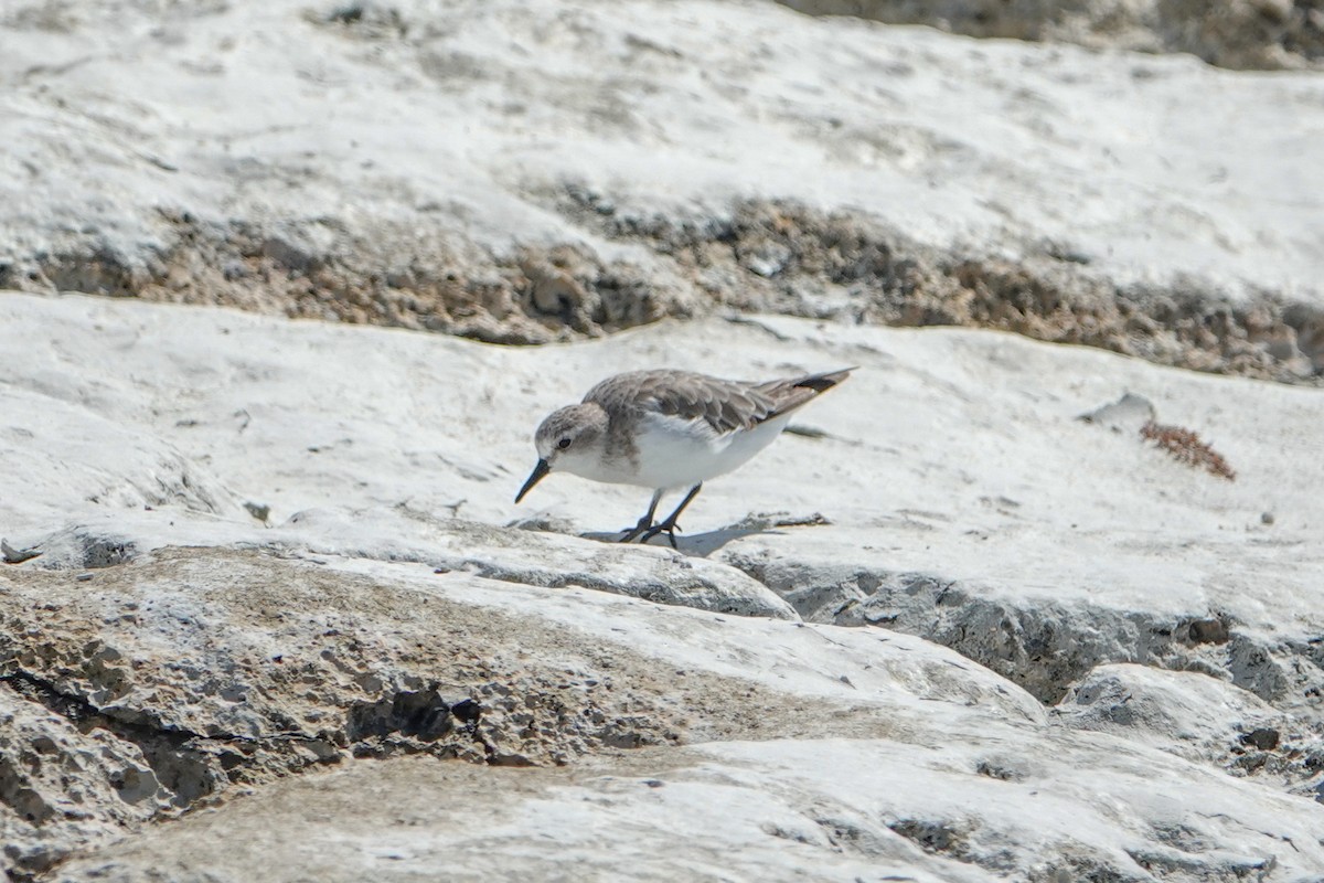 Sanderling - ML624247792