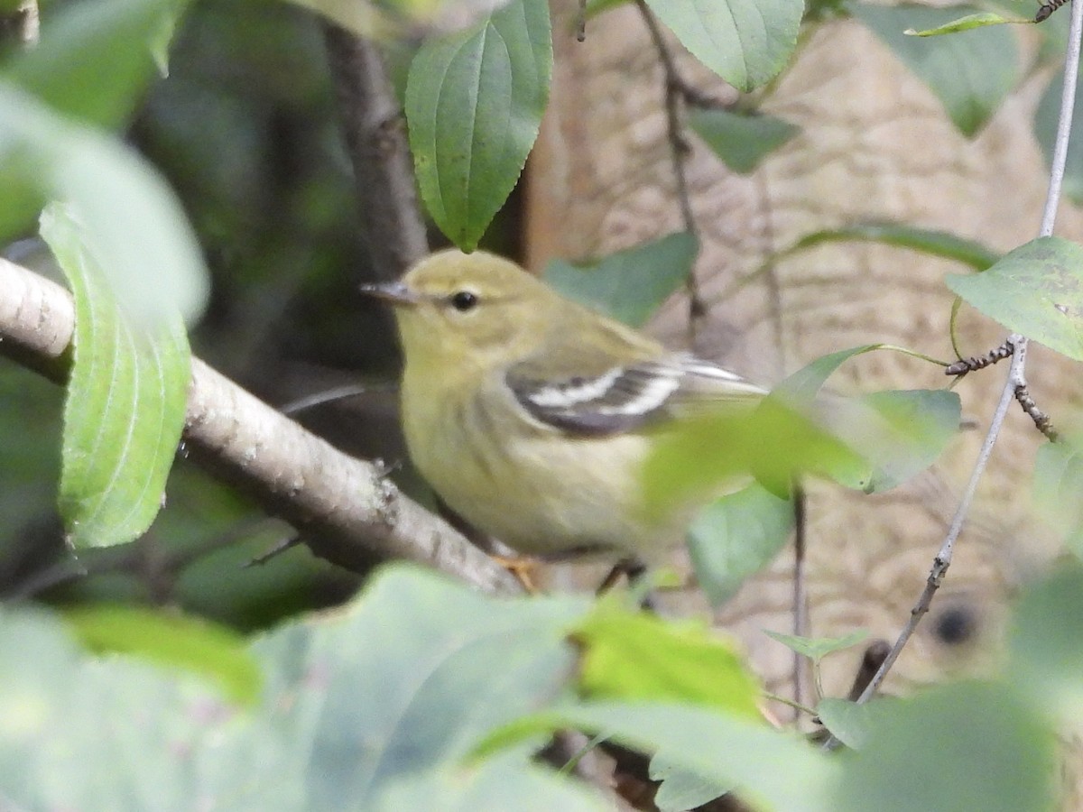 Blackpoll Warbler - ML624247793