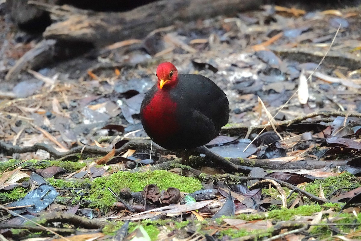 Crimson-headed Partridge - ML624247794