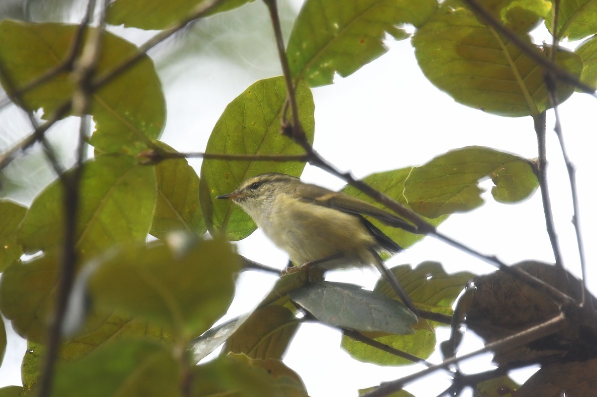 Chinese Leaf Warbler - ML624247795