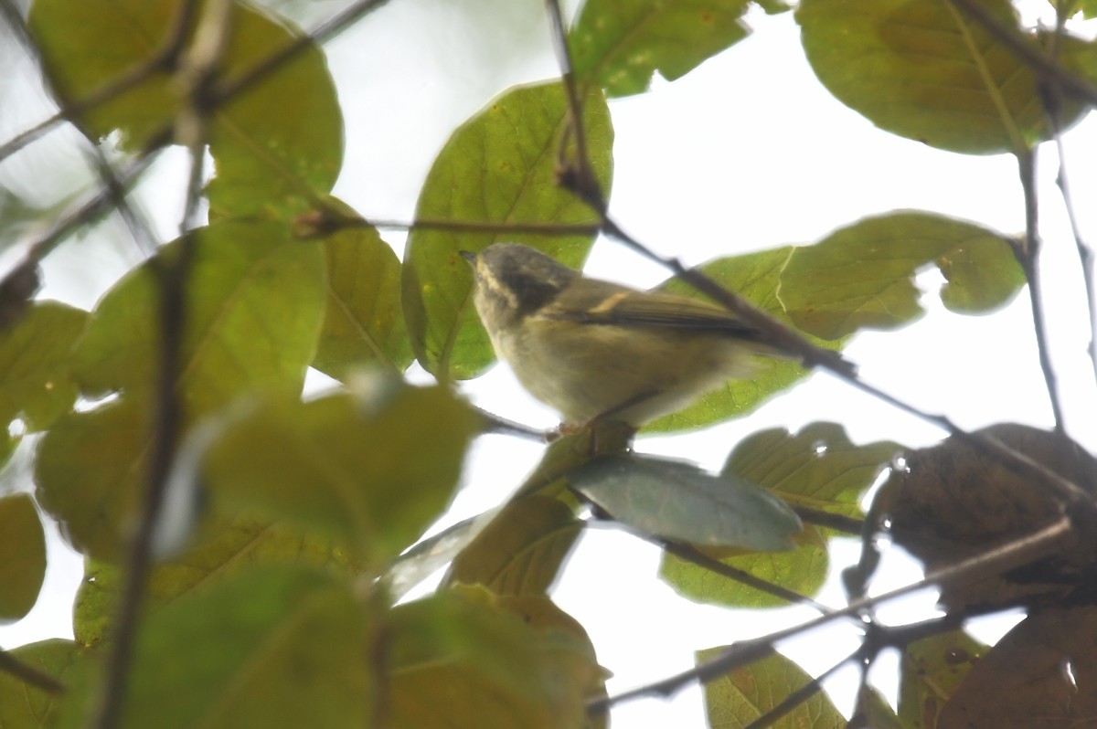 Chinese Leaf Warbler - joseph leong