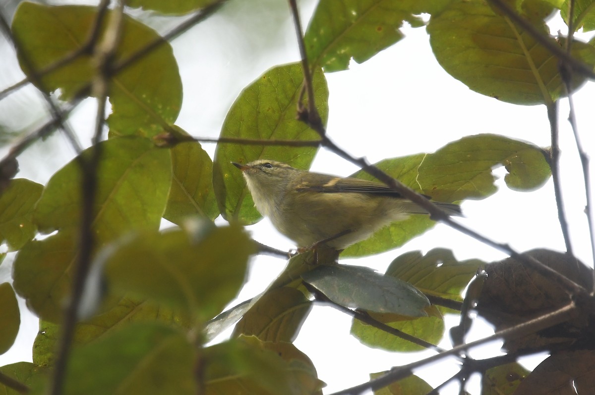 Chinese Leaf Warbler - ML624247797