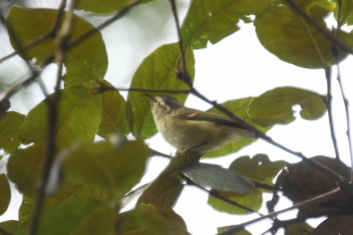 Chinese Leaf Warbler - ML624247798