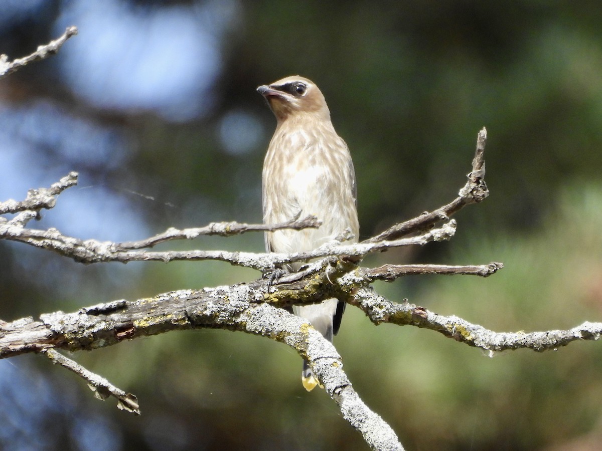 Cedar Waxwing - ML624247803