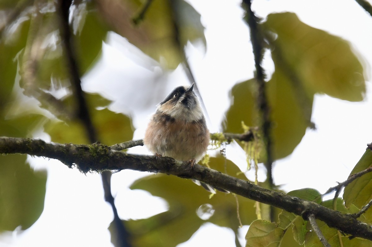 Black-browed Tit - ML624247808