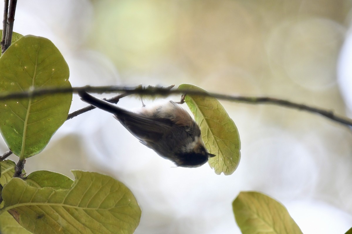 Black-browed Tit - joseph leong