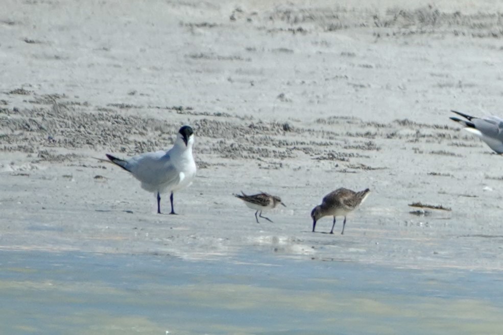 Australian Tern - ML624247811