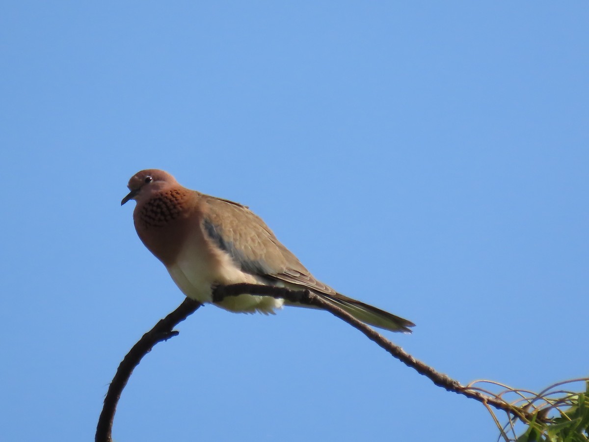 Laughing Dove - ML624247812