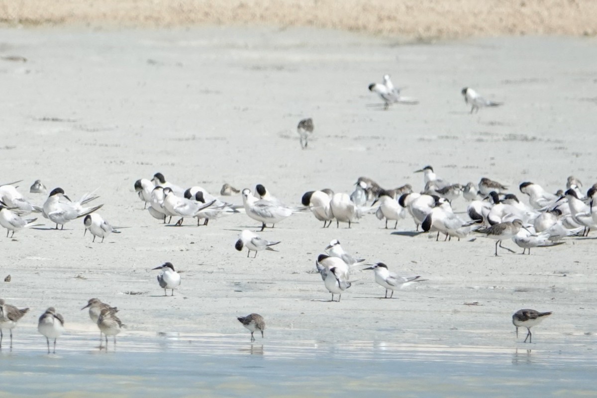 Roseate Tern - ML624247814