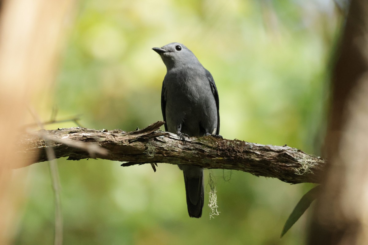 Gray Cuckooshrike - ML624247820