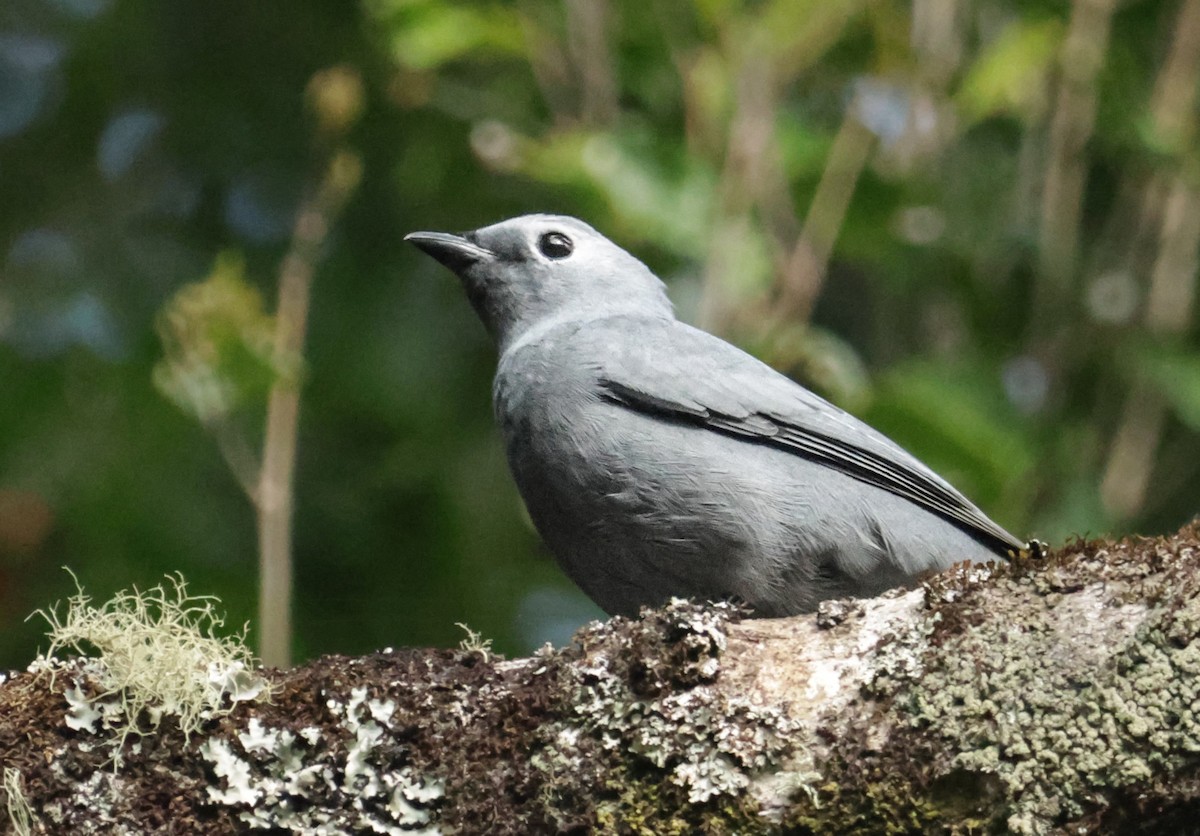 Gray Cuckooshrike - ML624247821