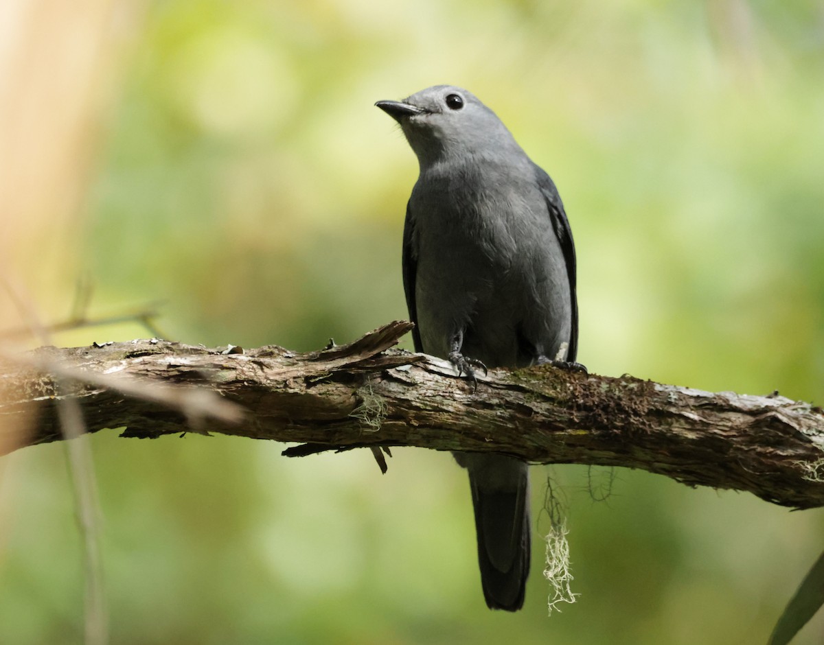 Gray Cuckooshrike - ML624247822