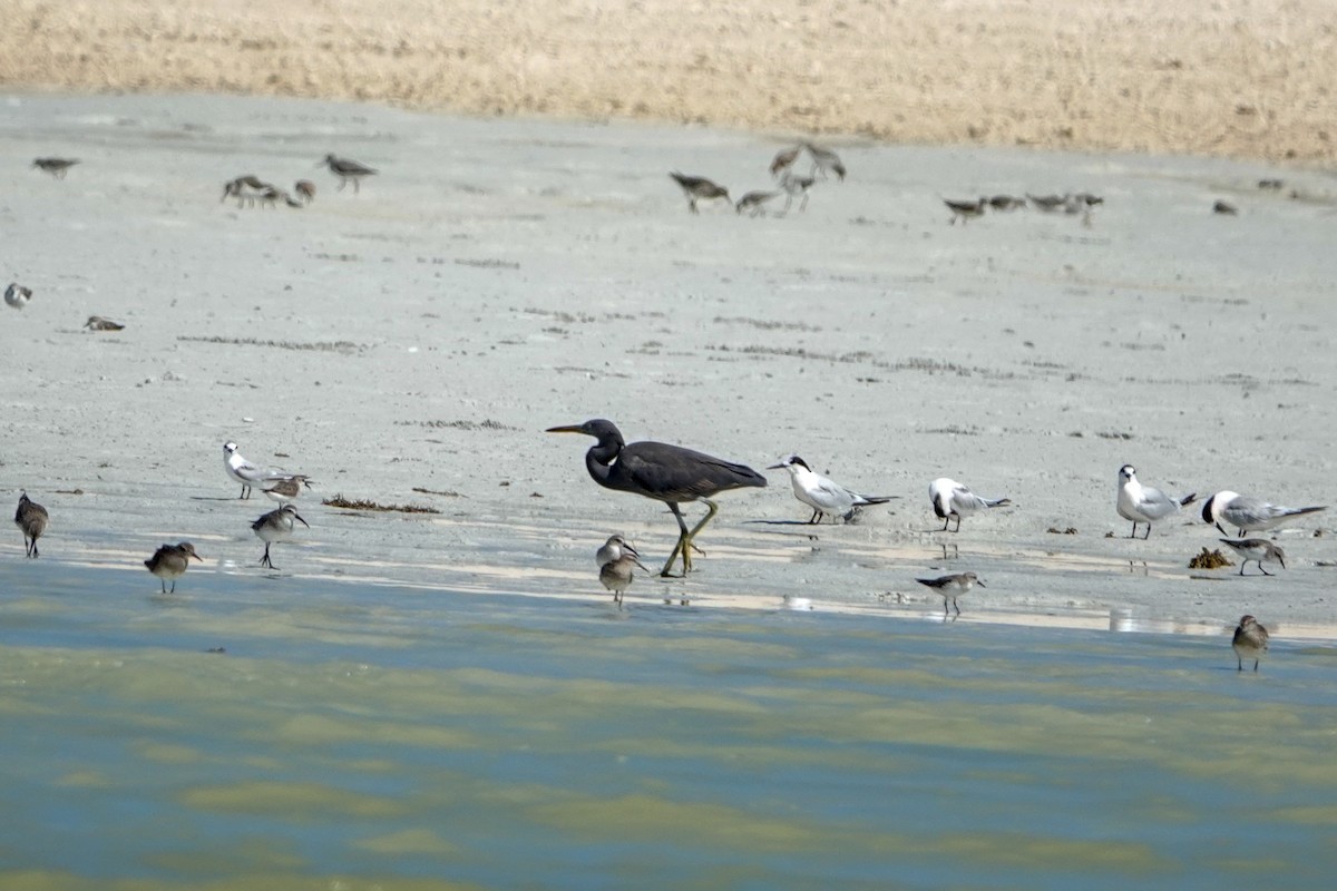 Pacific Reef-Heron - ML624247837