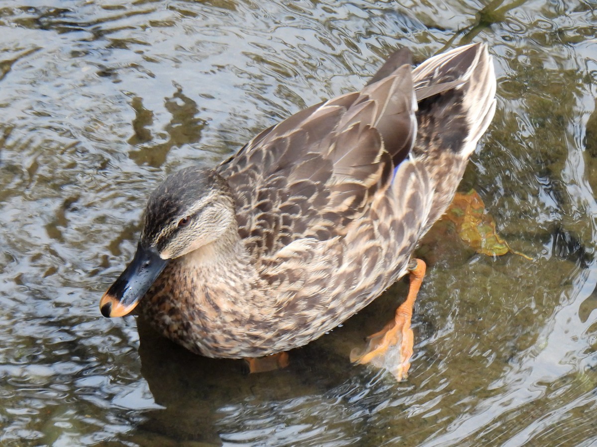 Eastern Spot-billed Duck - ML624247848