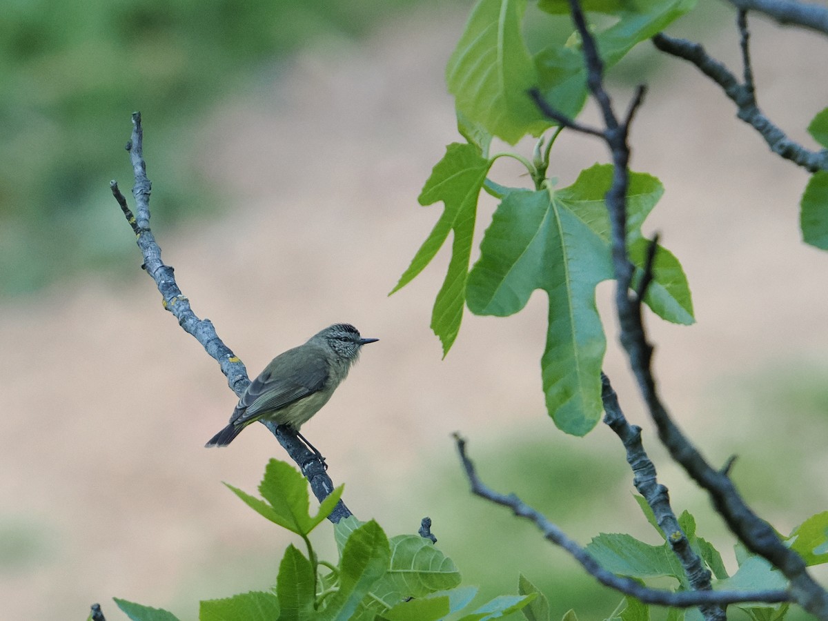 Yellow-rumped Thornbill - Rob Burnell