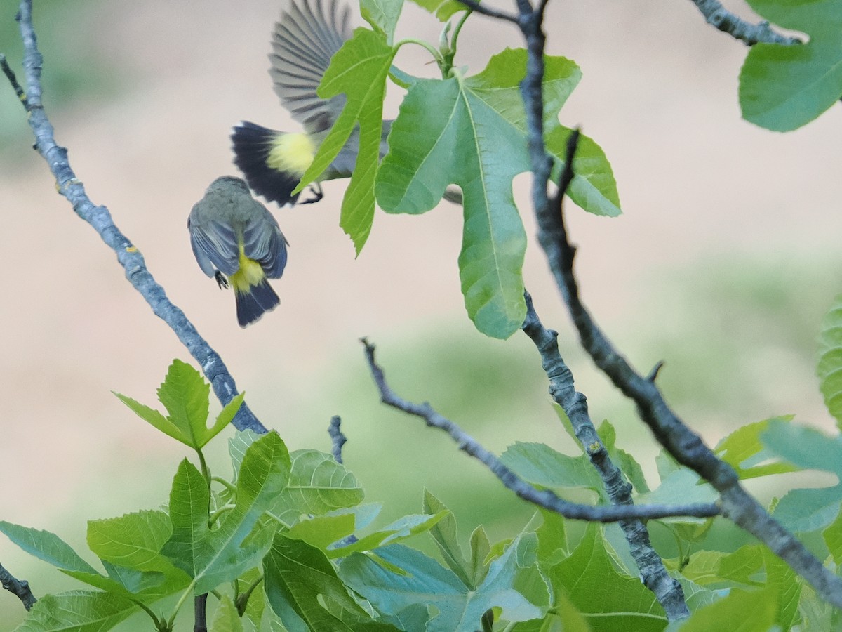 Yellow-rumped Thornbill - ML624247986