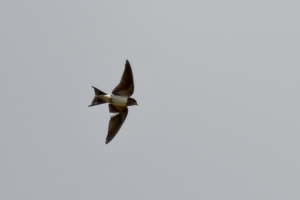 Barn Swallow - ML624248049