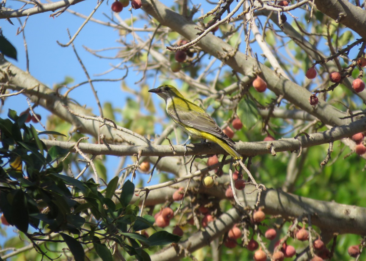 Eurasian Golden Oriole - ML624248071