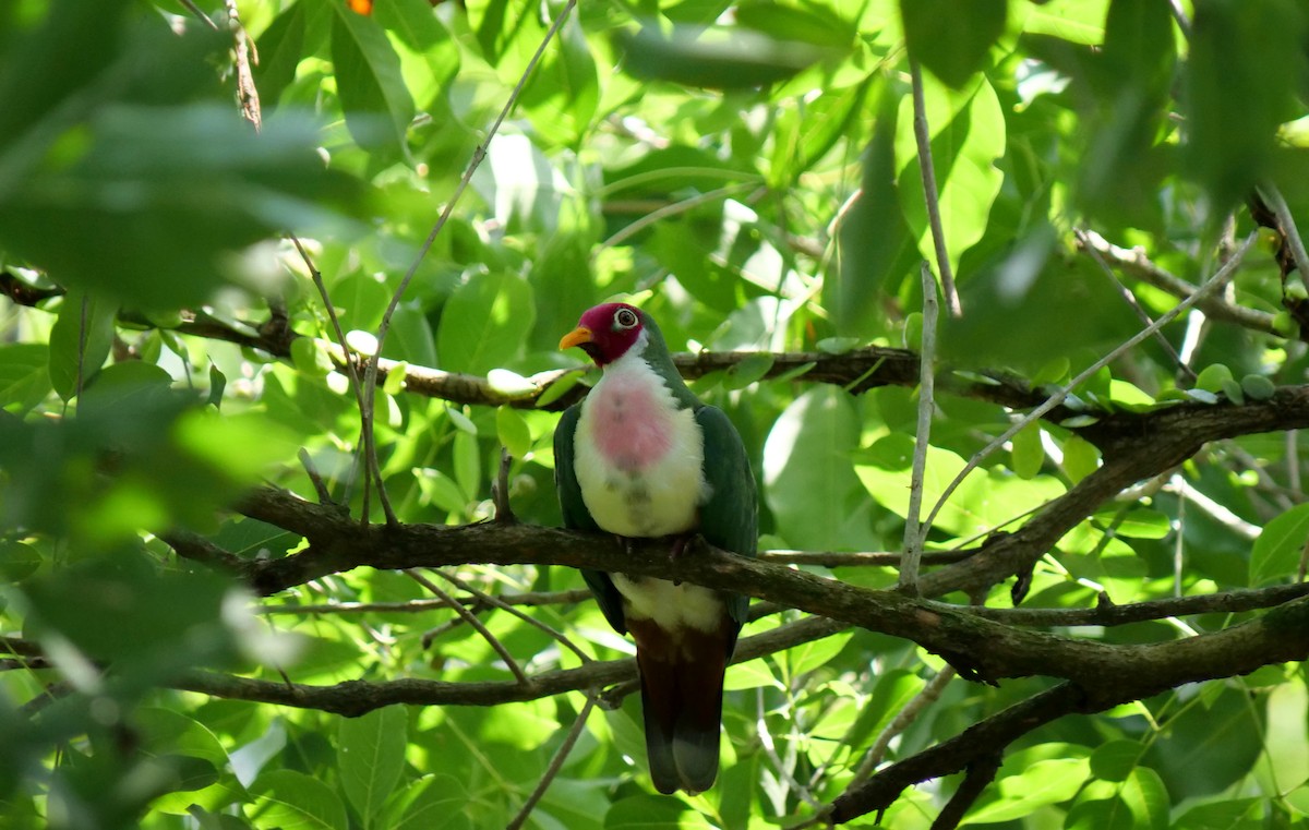 Jambu Fruit-Dove - ML624248081