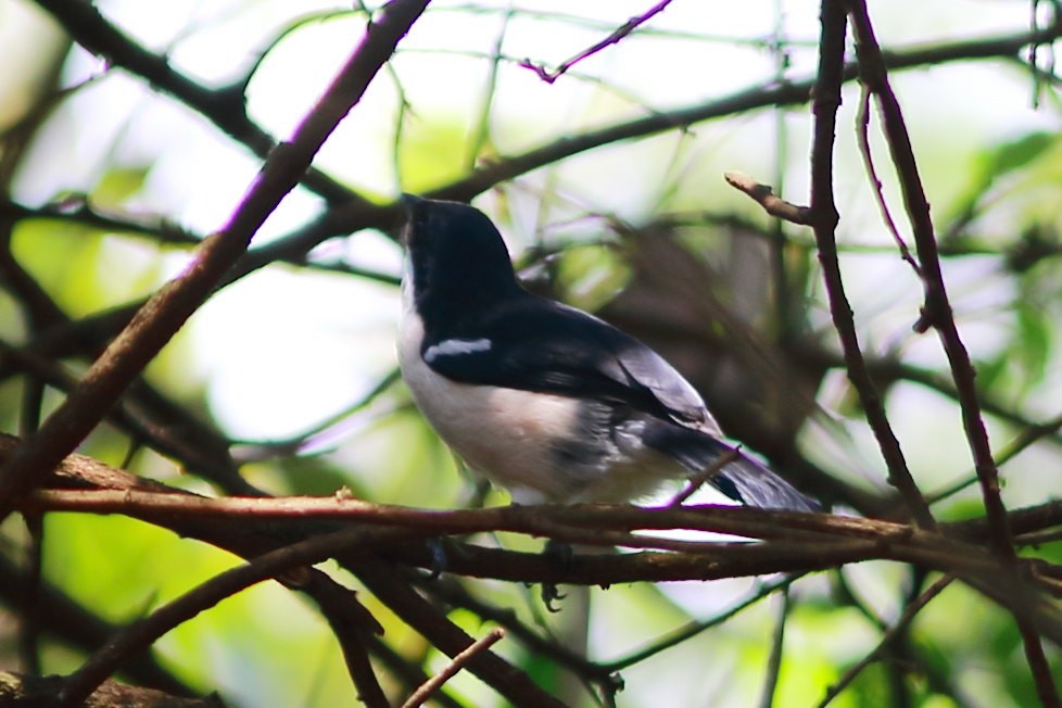 Tropical Boubou - ML624248096