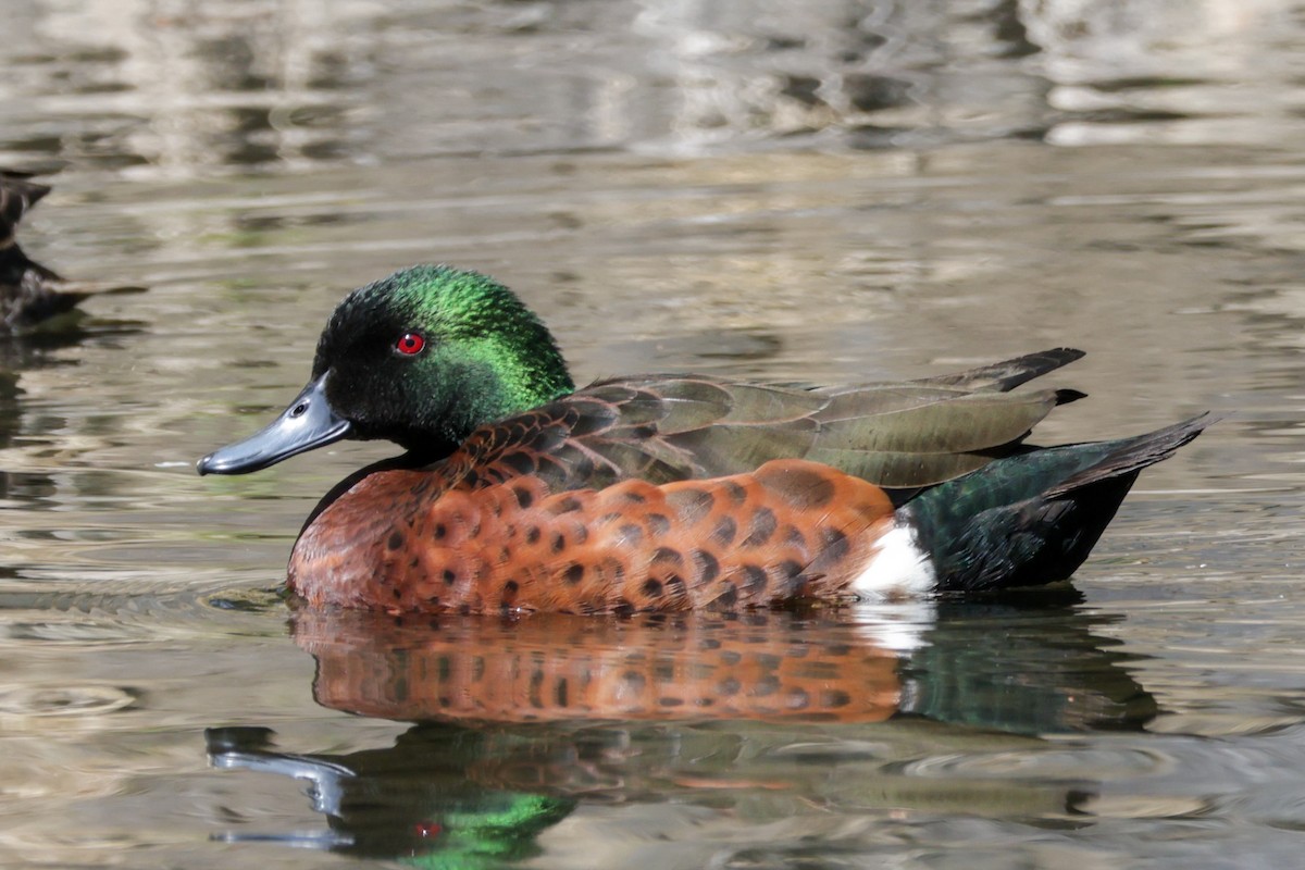 Chestnut Teal - ML624248100