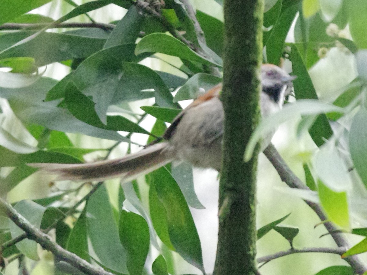 Silvery-throated Spinetail - ML624248103