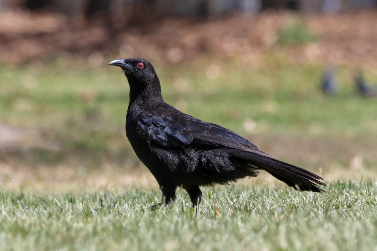 White-winged Chough - ML624248111