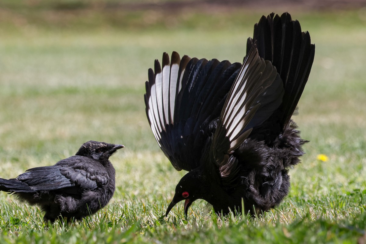 White-winged Chough - ML624248112