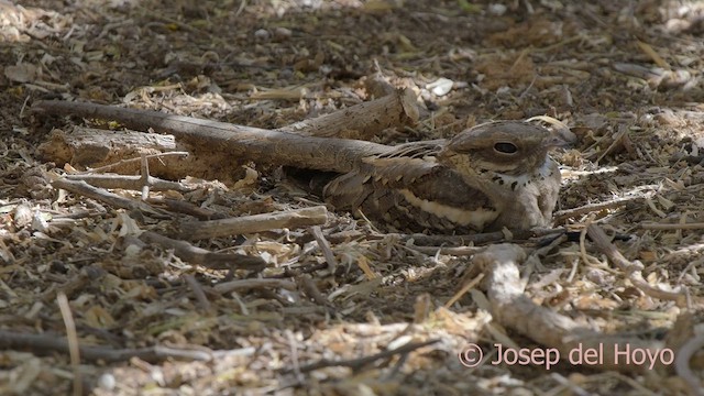 Long-tailed Nightjar - ML624248144