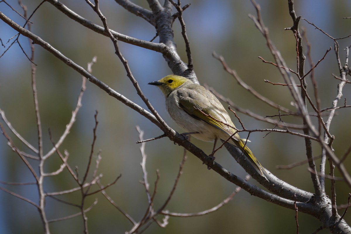 White-plumed Honeyeater - ML624248147